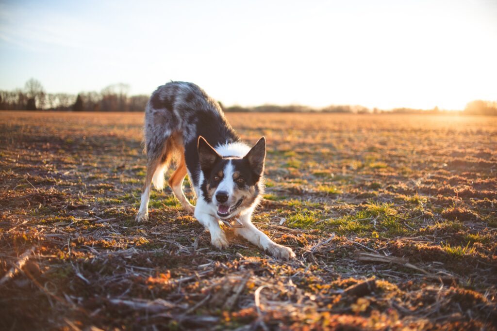 Shepherd dog in field at sunset | Featured Image for Contact John P. Jones